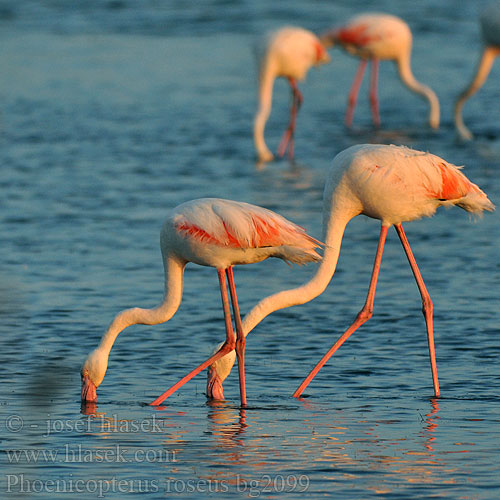 Phoenicopterus roseus مالك الحزين