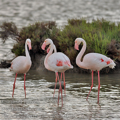 Phoenicopterus roseus Grootflamink פלמינגו