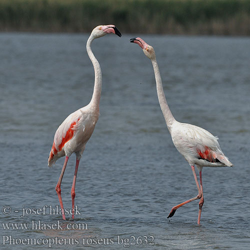 Phoenicopterus roseus Grootflamink פלמינגו