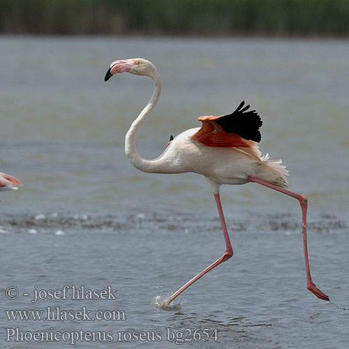 Phoenicopterus roseus Flaming różowy Czerwonak Flaming