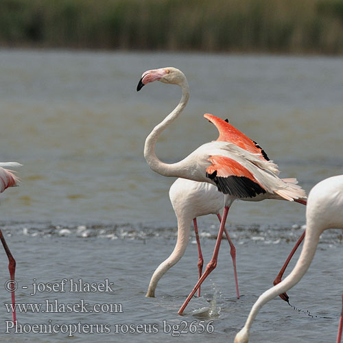 Phoenicopterus roseus Plameniak ružový starosvetský