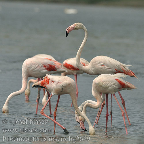 Greater Flamingo Rosaflamingo ruber Flamant rose