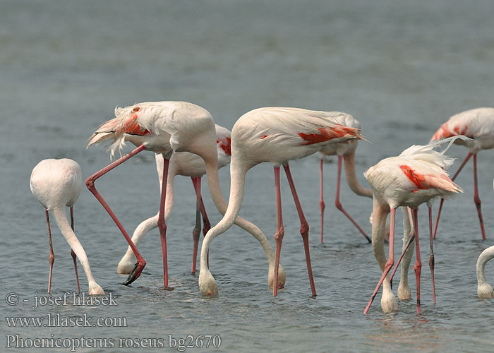 Rosaflamingo ruber Flamant rose Flamenco Común