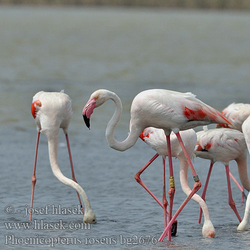 Flamant rose Flamenco Común Plameňák růžový