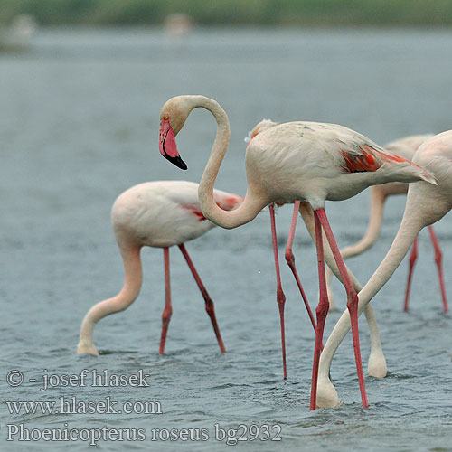 Plameniak ružový starosvetský Plamenec Phoenicopterus roseus