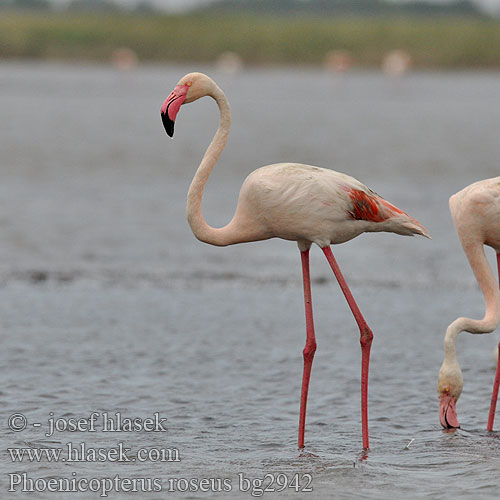 Plamenec Phoenicopterus roseus Rózsás flamingó