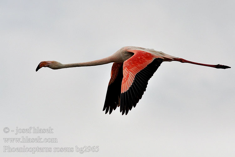 Phoenicopterus ruber roseus 大红鹳