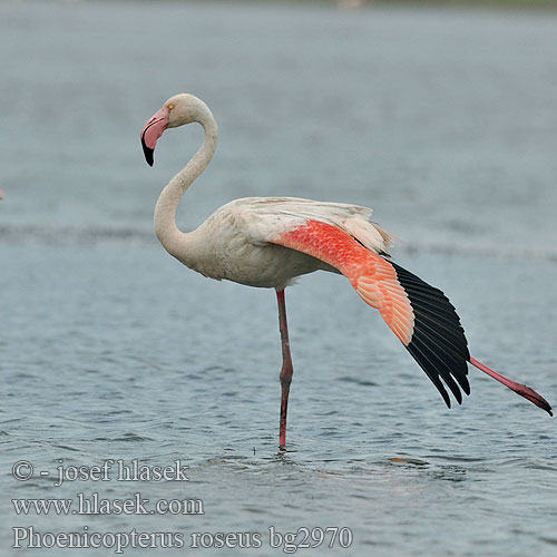 Phoenicopterus ruber roseus Rosaflamingo Flamant rose