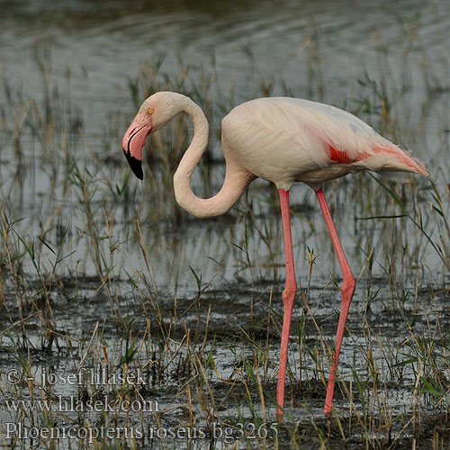 Phoenicopterus ruber roseus Flamenco Común Plameňák růžový