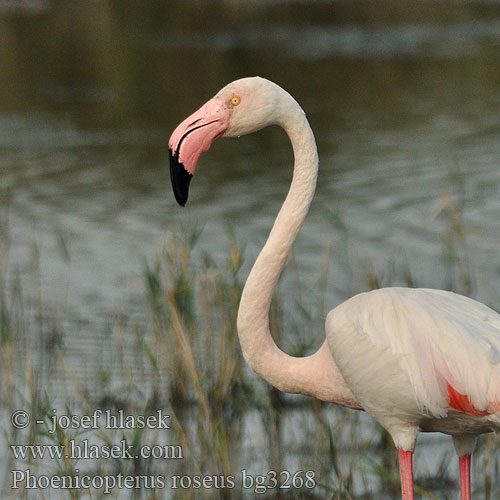 Phoenicopterus ruber roseus Fenicottero ベニイロフラミンゴ