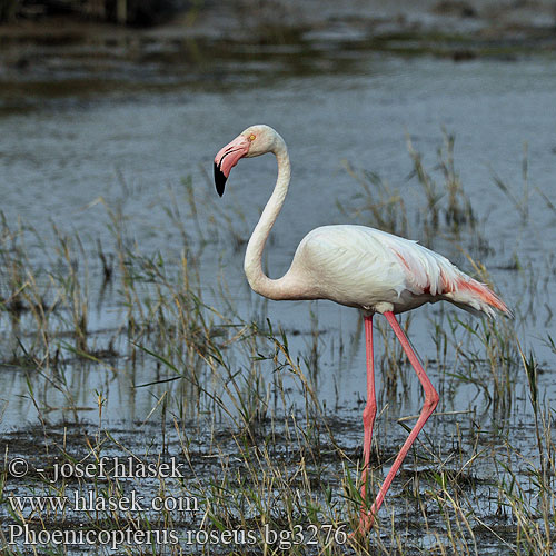 Phoenicopterus ruber roseus Φοινικόπτερο