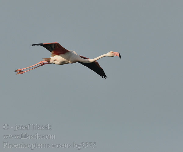 Phoenicopterus ruber roseus Grootflamink פלמינגו