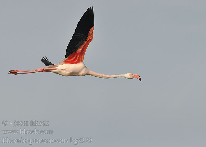 Phoenicopterus ruber roseus Flaming różowy Czerwonak Flaming