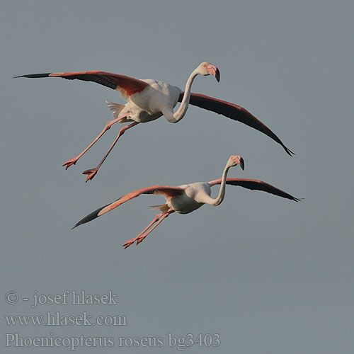 Greater Flamingo 大红鹳 Фламинго