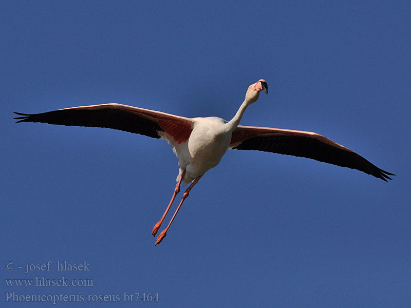 Phoenicopterus ruber roseus Greater Flamingo