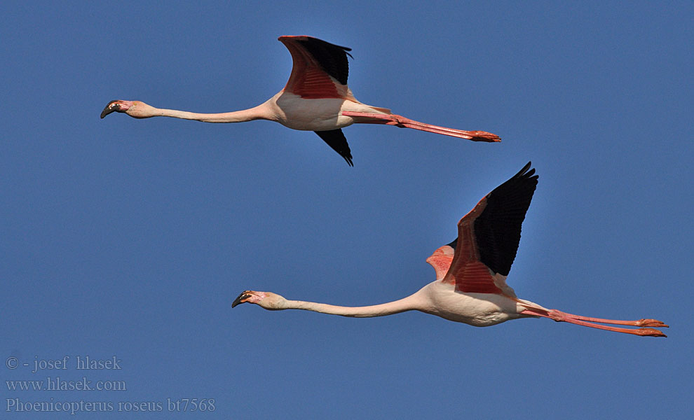 Phoenicopterus ruber roseus Rosaflamingo