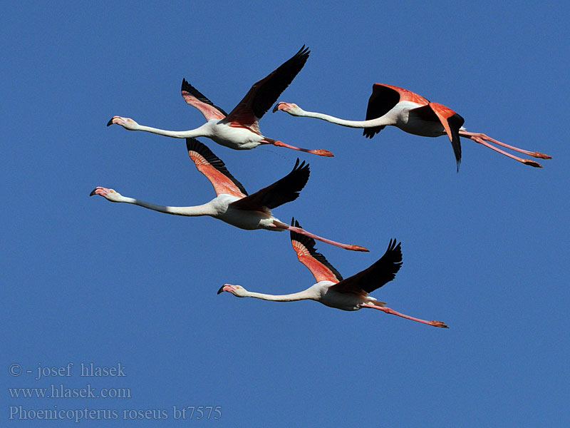 Phoenicopterus ruber roseus Flamant rose