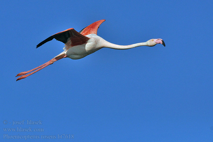 Phoenicopterus ruber roseus Flamant rose