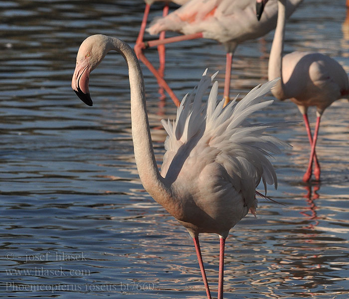 Phoenicopterus ruber roseus Plameňák růžový