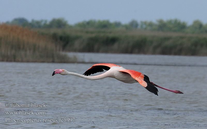 大红鹳 Flamant rose Flamenco Común Plameňák růžový