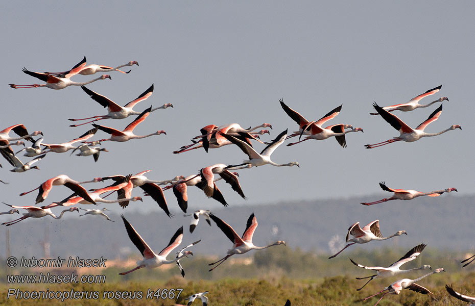 Flamant rose