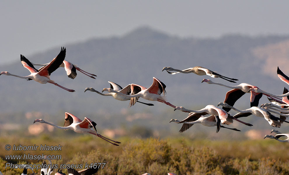 Plameňák růžový Phoenicopterus roseus