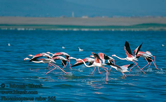 Phoenicopterus ruber 565