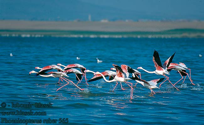 Phoenicopterus ruber roseus Greater Flamingo Rosaflamingo