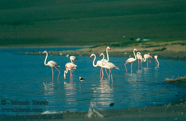 Flamant rose Flamenco Común Plameňák růžový Fenicottero