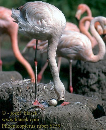 Phoenicopterus ruber 6259