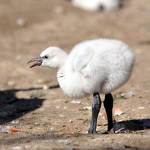 Plameniak ružový starosvetský Plamenec Rózsás flamingó