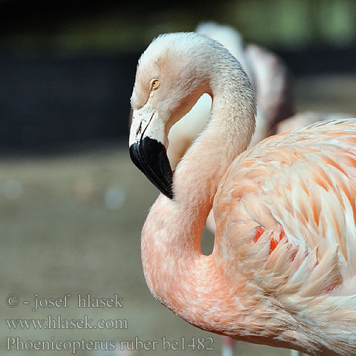 Rózsás flamingó Phoenicopterus ruber roseus Greater Flamingo