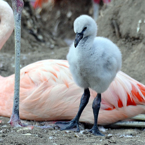 Greater Flamingo Rosaflamingo Flamant rose Flamenco