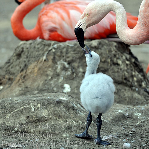 Phoenicopterus ruber be2007