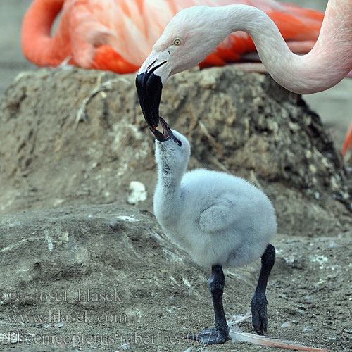 Flamant rose Flamenco Común Plameňák růžový Fenicottero