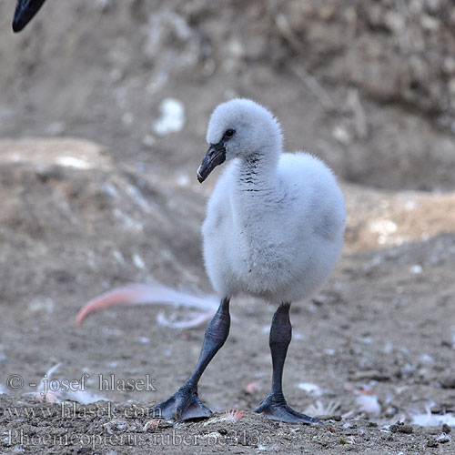 Phoenicopterus ruber be2133