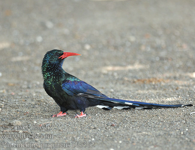 Phoeniculus purpureus erythrorhynchus Green Woodhoopoe Gewone Kakelaar Rooibekkakelaar Musokoto Haya Goregore Kijani Foofoo Yokoywana Intlekibafazi iNhlekabafazi Dudkovec stromový Purpurskovhærfugl Baumhopf Abubilla Arbórea Verde Vihersäihkyjä Irrisor moqueur Upupa arboricola purpurea ソマリアモリヤツガシラ Groene Kakelaar Sierpodudek purpurowy Zombeteiro bico vermelho Кукушечьехвостый удод Красноклювый Grønnkakelar Leskláč červenozobý