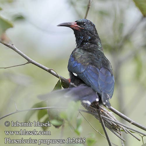 Abubilla Arbórea Verde Vihersäihkyjä Irrisor moqueur Upupa arboricola purpurea ソマリアモリヤツガシラ Groene Kakelaar Sierpodudek purpurowy Zombeteiro bico vermelho Кукушечьехвостый удод Красноклювый Grønnkakelar Leskláč červenozobý Phoeniculus purpureus erythrorhynchus Green Woodhoopoe Gewone Kakelaar Rooibekkakelaar Musokoto Haya Goregore Kijani Foofoo Yokoywana Intlekibafazi iNhlekabafazi Dudkovec stromový Purpurskovhærfugl Baumhopf