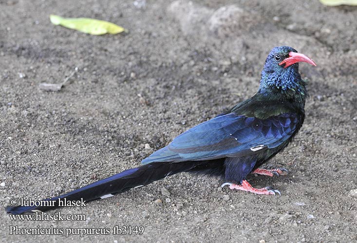 Zombeteiro bico vermelho Кукушечьехвостый удод Красноклювый Grønnkakelar Leskláč červenozobý Phoeniculus purpureus erythrorhynchus Green Woodhoopoe Gewone Kakelaar Rooibekkakelaar Musokoto Haya Goregore Kijani Foofoo Yokoywana Intlekibafazi iNhlekabafazi Dudkovec stromový Purpurskovhærfugl Baumhopf Abubilla Arbórea Verde Vihersäihkyjä Irrisor moqueur Upupa arboricola purpurea ソマリアモリヤツガシラ Groene Kakelaar Sierpodudek purpurowy