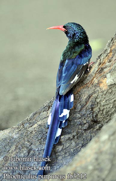 Grønnkakelar Leskláč červenozobý Phoeniculus purpureus erythrorhynchus Green Woodhoopoe Gewone Kakelaar Rooibekkakelaar Musokoto Haya Goregore Kijani Foofoo Yokoywana Intlekibafazi iNhlekabafazi Dudkovec stromový Purpurskovhærfugl Baumhopf Abubilla Arbórea Verde Vihersäihkyjä Irrisor moqueur Upupa arboricola purpurea ソマリアモリヤツガシラ Groene Kakelaar Sierpodudek purpurowy Zombeteiro bico vermelho Кукушечьехвостый удод Красноклювый