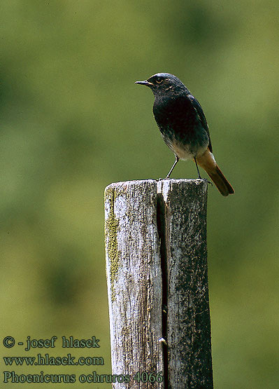 Phoenicurus ochruros Black Redstart Hausrotschwanz