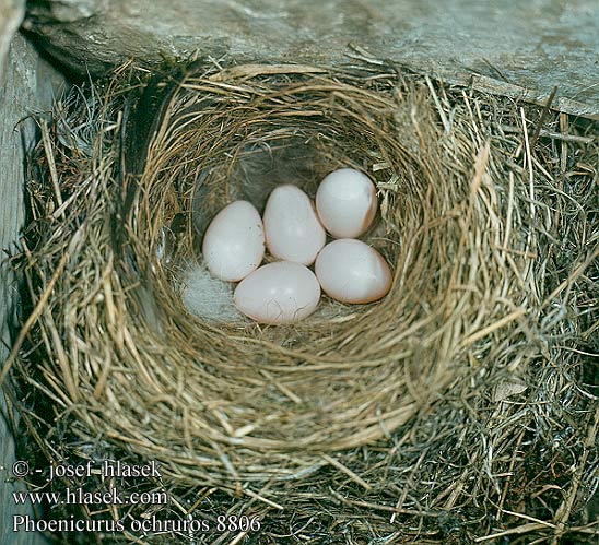 eggs nest Phoenicurus ochruros Black Redstart