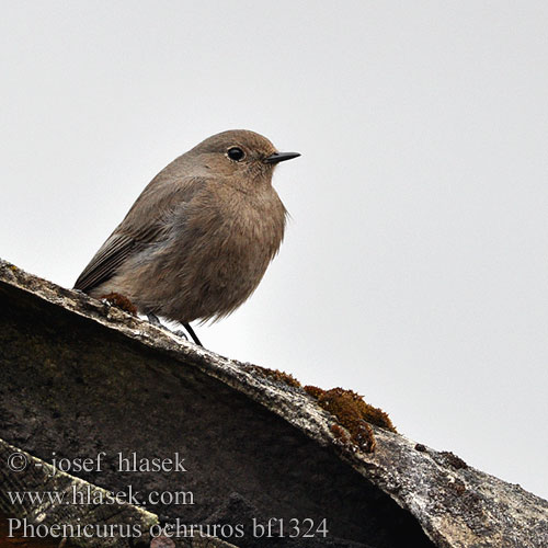 Phoenicurus ochruros bf1324