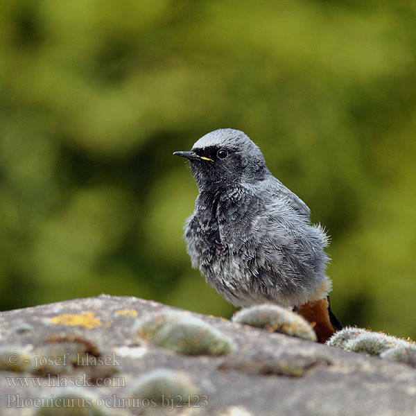 Phoenicurus ochruros bj2423