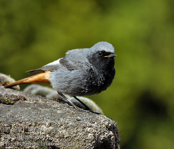 Phoenicurus ochruros bj2441