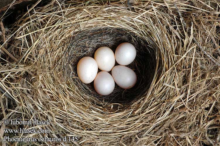 eggs nest Phoenicurus ochruros rehek domácí