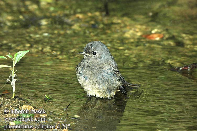 Phoenicurus ochruros d207