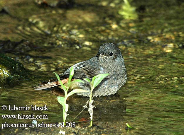 Phoenicurus ochruros d208