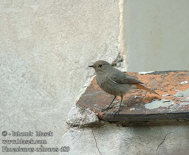 Codroşul munte Phoenicurus ochruros Black Redstart