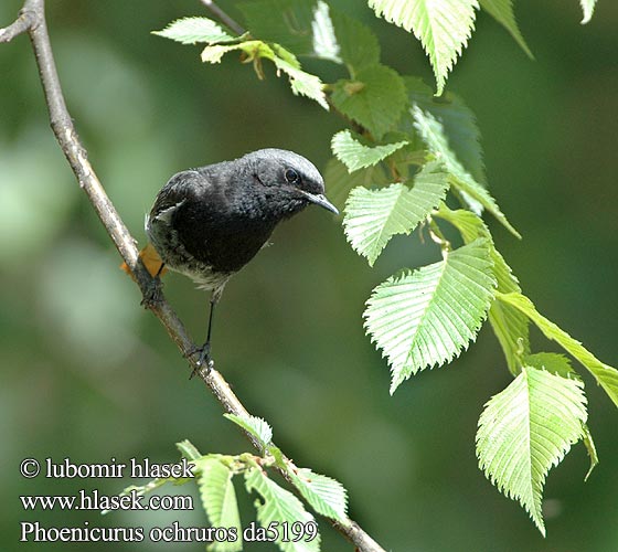 Phoenicurus ochruros da5199